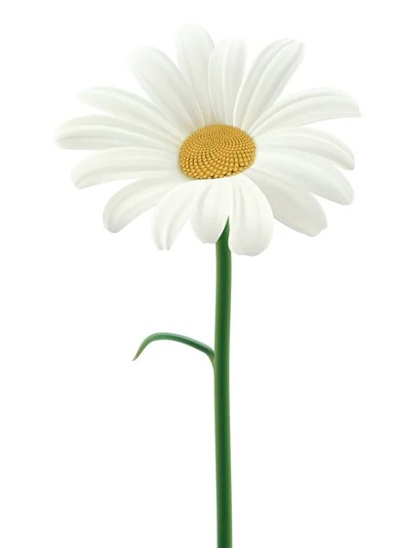 Daisy geïsoleerd. Vectorillustratie — Stockvector