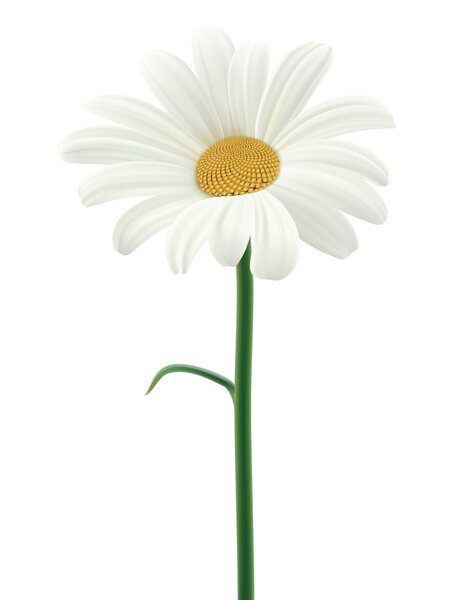 Daisy isolated. Vector illustration