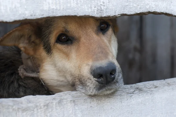 A poor dog behind the fence — Zdjęcie stockowe