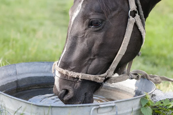 Horse drinking out of a water trough — Stock Fotó