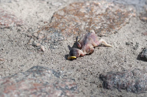 Corpse of a chick — Stock Photo, Image