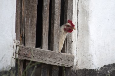 Tavuk tellerin arkasından görünüyor