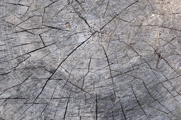 Old cracked tree stump wood texture abstract — Stock Photo, Image