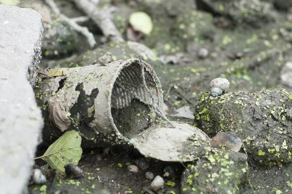 Roestige tin gedumpt in moerassige — Stockfoto