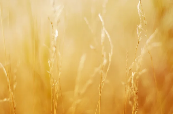 Blurry grass for Background — Stock Photo, Image