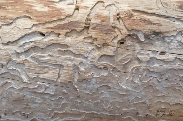 Tree trunk eaten by wood worms with worm traces — Stock Photo, Image