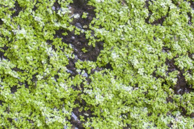 Duckweed