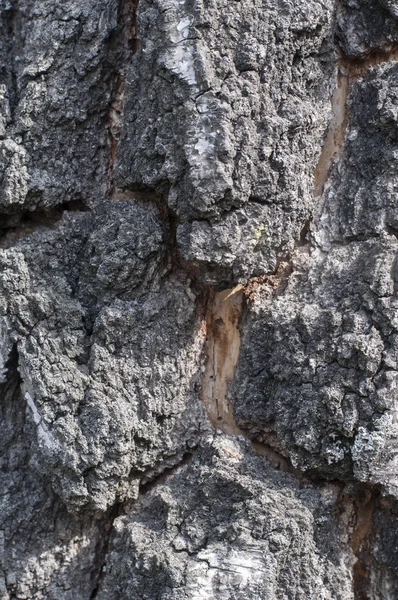 Corteza de árbol —  Fotos de Stock