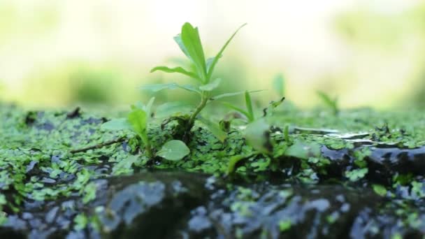 Agua reluciente. De cerca. — Vídeo de stock