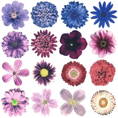 Various Vintage Retro Flowers Collection Isolated on White
