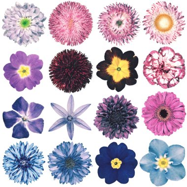 Various Vintage Retro Flowers Collection Isolated on White