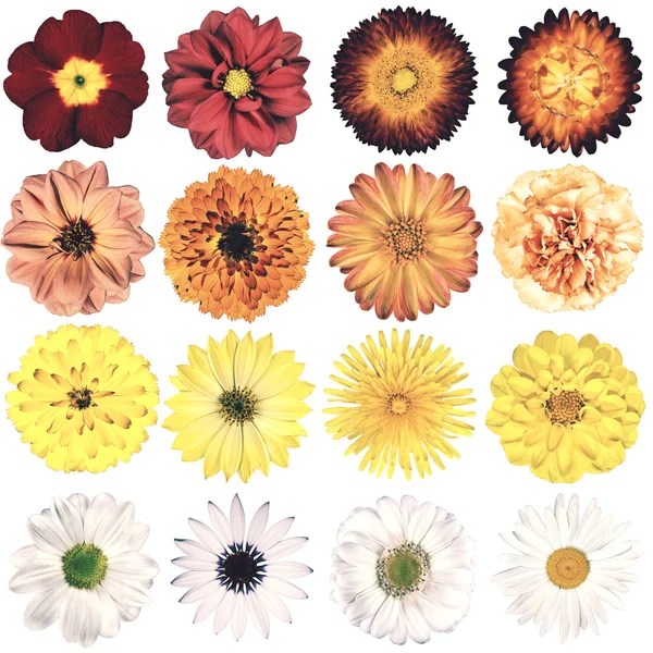 Various Vintage Retro Flowers Collection Isolated on White — Stockfoto