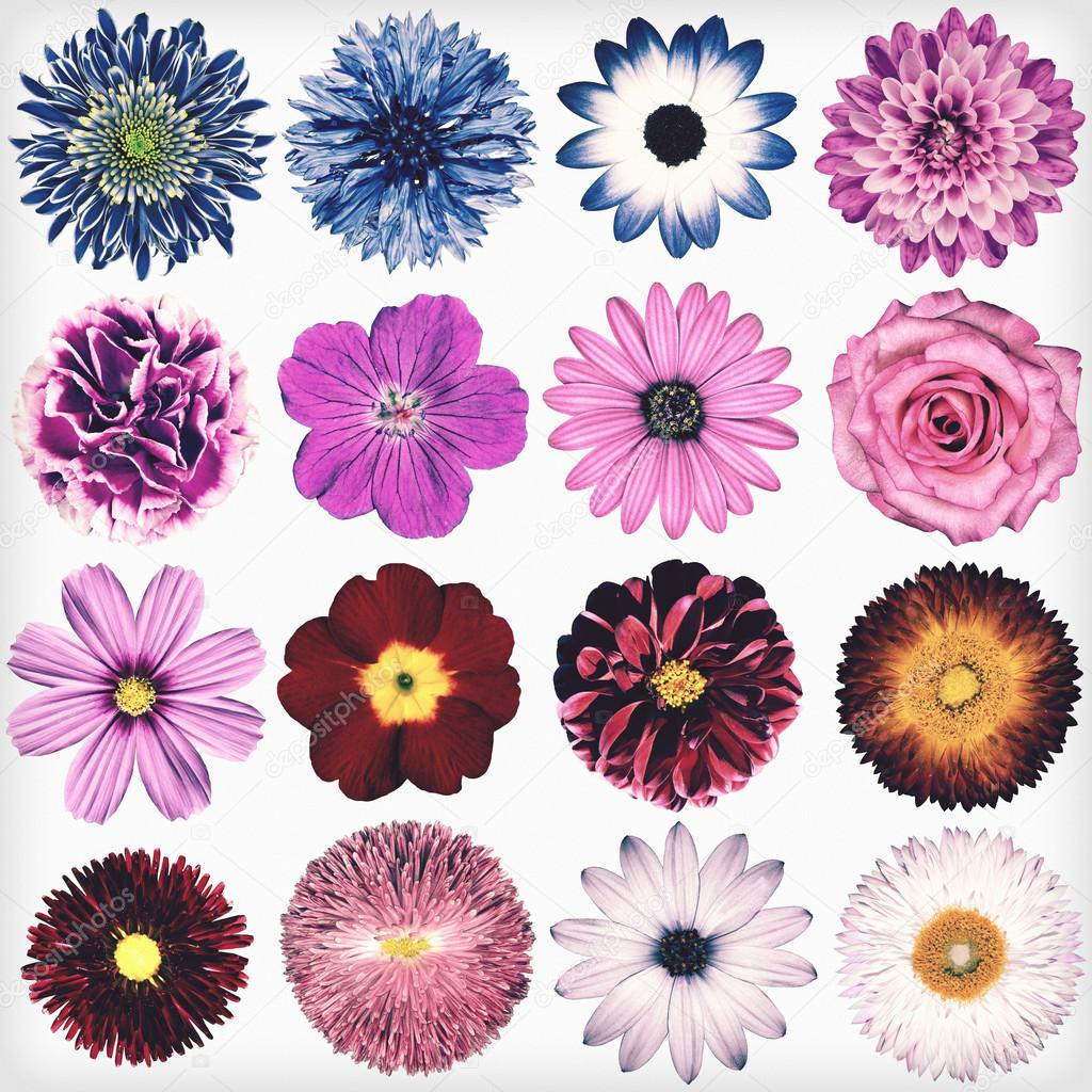 Various Vintage Retro Flowers Collection Isolated on White