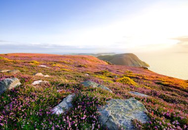Mor heather, uçurumlar ve deniz çiçek açmış. man Adası