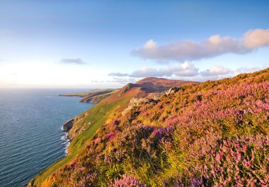Heather Bloom. Isle of man fundalık