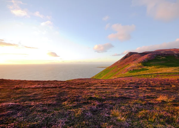 Heidekraut blüht. Insel der Menschen Moorland — Stockfoto