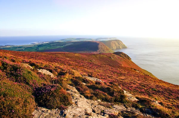 Bloeiende paarse heather, kliffen en zee. Isle of man — Stockfoto