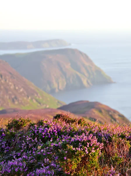 Bruyère pourpre, falaises et mer en fleurs. Île de Man — Photo