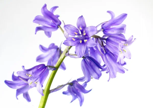 Bonito azul sinos flor isolado no branco — Fotografia de Stock