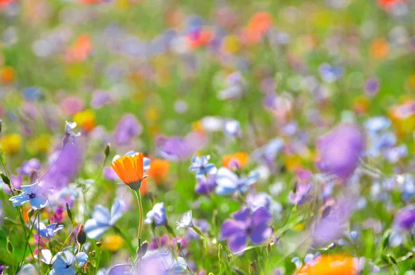 Prato con fiori colorati che crescono nell'erba . — Foto Stock