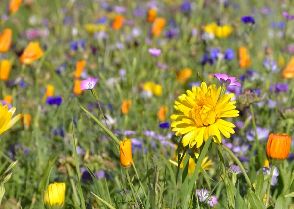 Meadow med farverige blomster vokser i græsset - Stock-foto