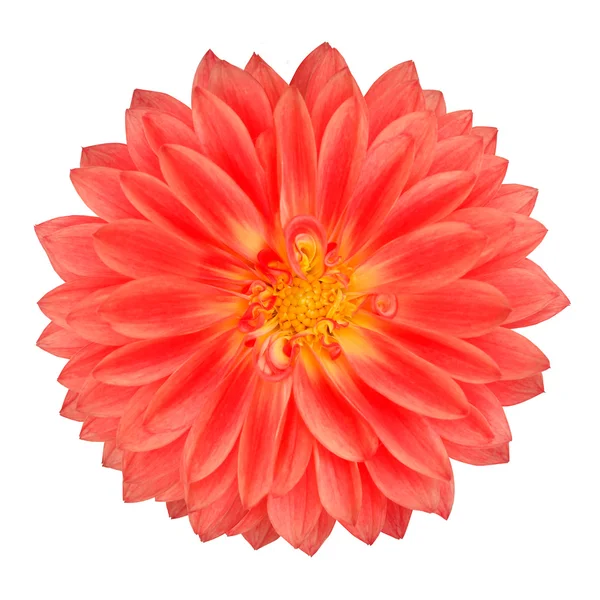 Röd ringblomma gerbera blomma isolerad på vit — Stockfoto