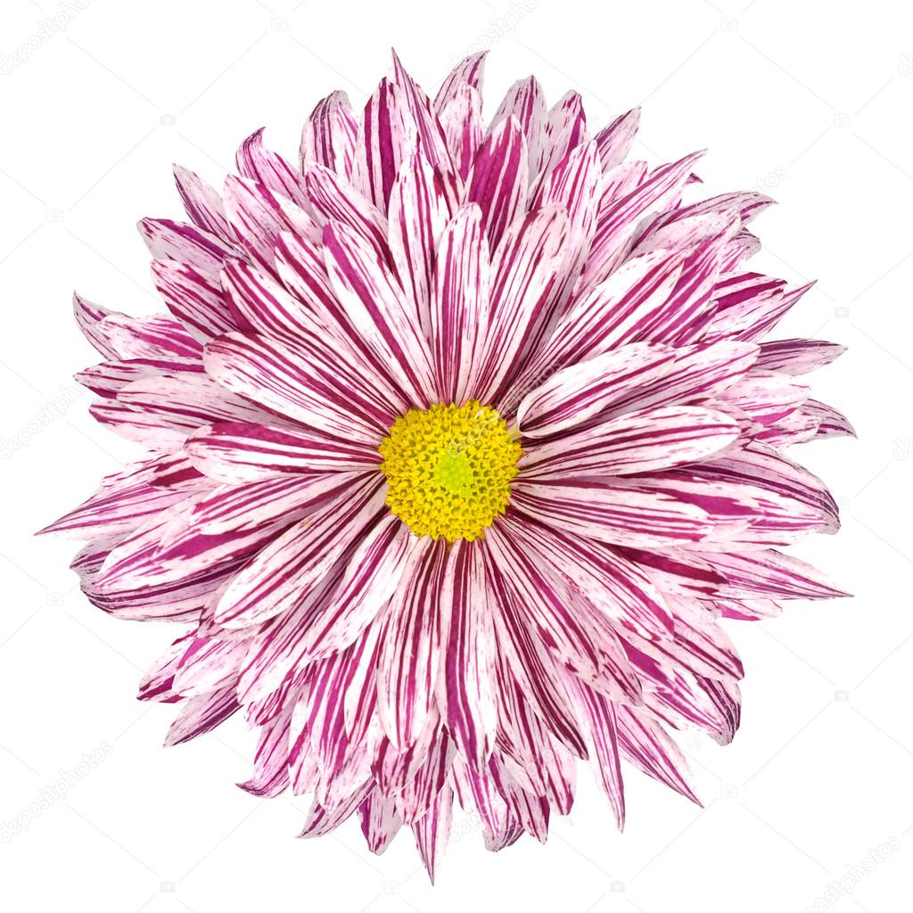 Chrysanthemum Flower White and Purple Petals Isolated