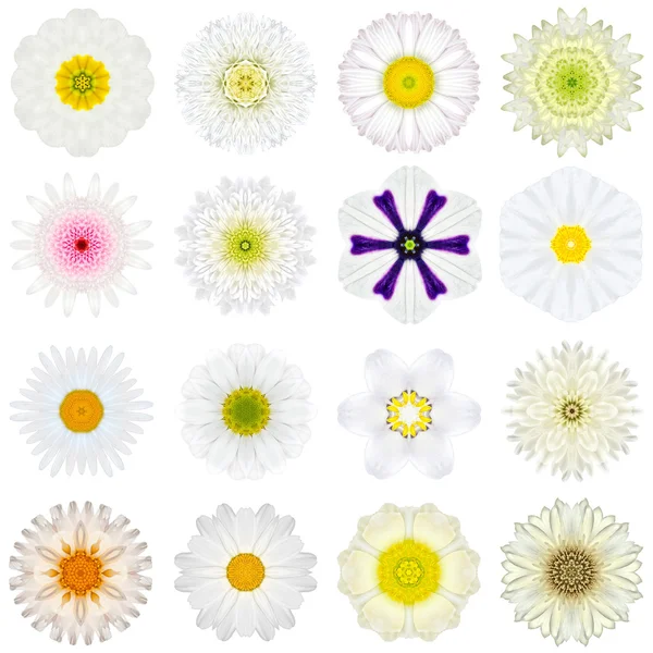 Collection Various White Concentric Flowers Isolated on White — Stock Photo, Image