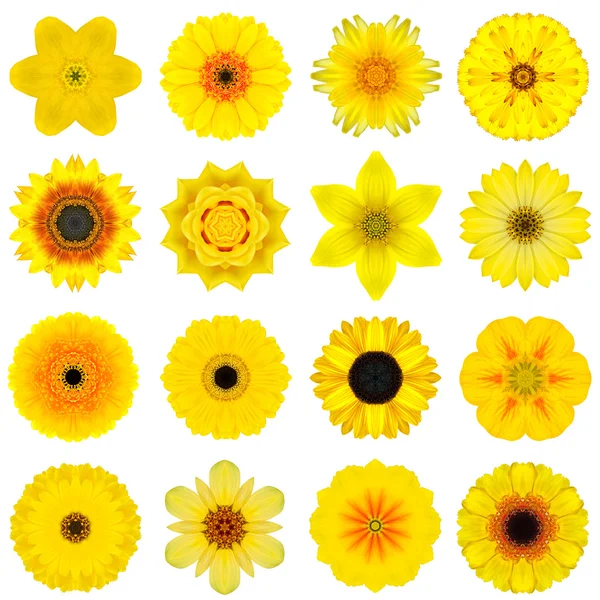 Collection Various Yellow Concentric Flowers Isolated on White — Stock Photo, Image