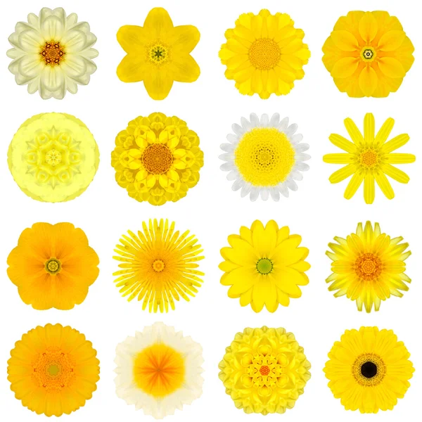 Sammlung verschiedener gelber konzentrischer Blüten isoliert auf weiß — Stockfoto