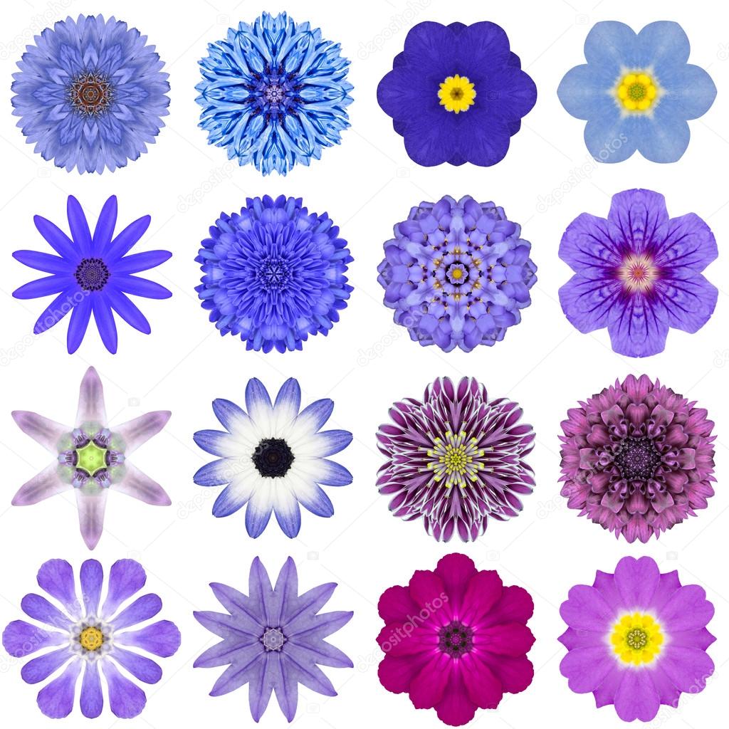 Collection Various Blue Concentric Flowers Isolated on White