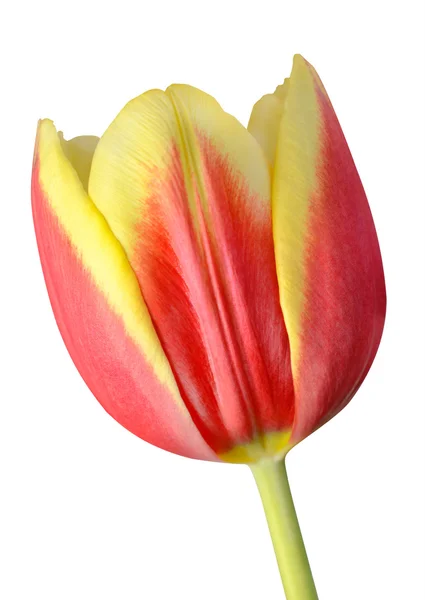 Tulip Flower Closeup Isolated on white background — Stock Photo, Image