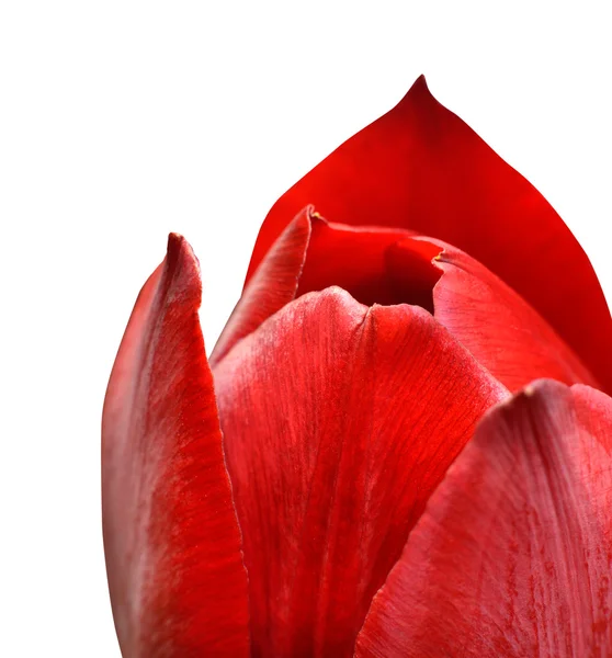 Rote Tulpenblume Nahaufnahme isoliert auf weißem Hintergrund — Stockfoto