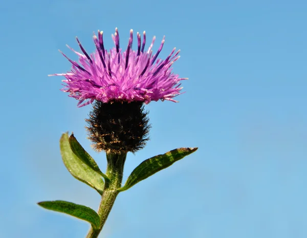 Thistle bloem geïsoleerd geïsoleerd op blauwe achtergrond — Stockfoto