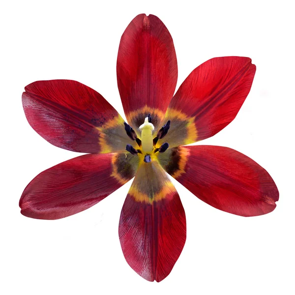 Open Red Lily Flower Isolated on White Background — Stock Photo, Image