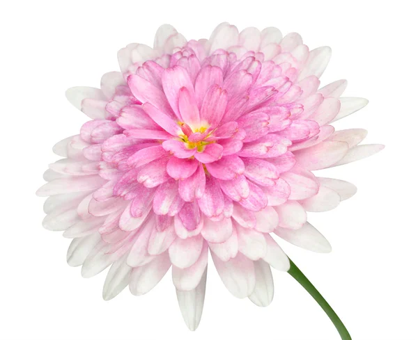 Pink Dahlia Flower large center Isolated on white — Stock Photo, Image