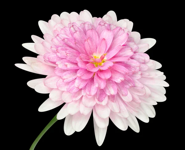 粉红色大丽花花卉大中心上黑色孤立 — 图库照片