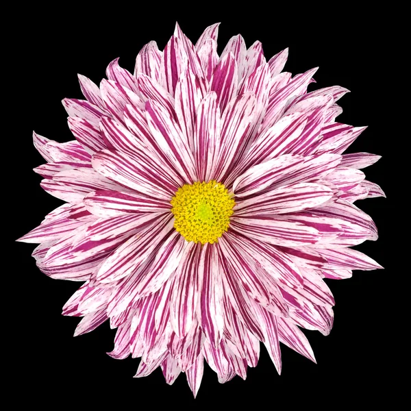 Chrysanthemum Flower White and Purple Petals Isolated — Stock Photo, Image