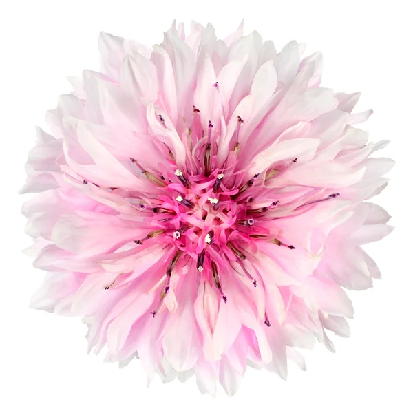 Flor de aciano rosa aislada sobre fondo blanco —  Fotos de Stock