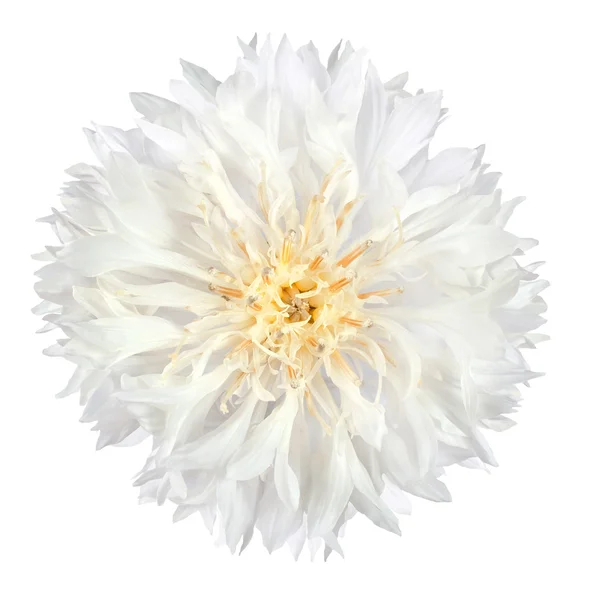 White Cornflower Flower Isolated on White Background — Stock Photo, Image