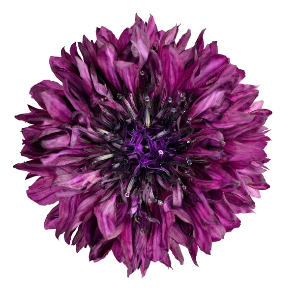 Purple Cornflower Flower Isolated on White Background — Stock Photo, Image