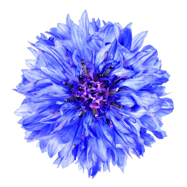 Синий цветок василька изолированы на белом фоне
