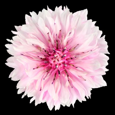 Siyah arka plan üzerine izole pembe Peygamber Çiçeği çiçek