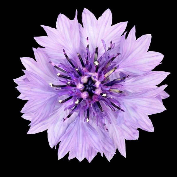 Fleur de Bleuet Violette Isolée sur fond noir — Photo