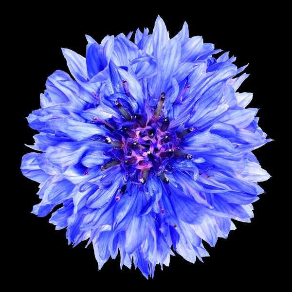 Flor de aciano azul aislada sobre fondo negro — Foto de Stock