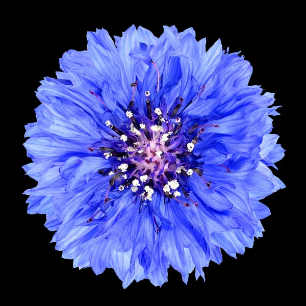 黑色背景上孤立的矢车菊蓝色花 — 图库照片