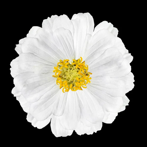 Blommande vita Zinnia blomma Elegans isolerade på svart — Stockfoto