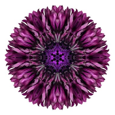 Beyaz izole mor Peygamber Çiçeği Mandala çiçek çiçek Dürbünü