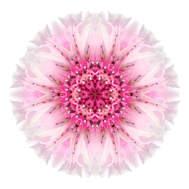 Beyaz izole pembe Peygamber Çiçeği Mandala çiçek çiçek Dürbünü