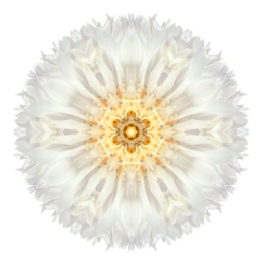 Beyaz izole beyaz Peygamber Çiçeği Mandala çiçek çiçek Dürbünü